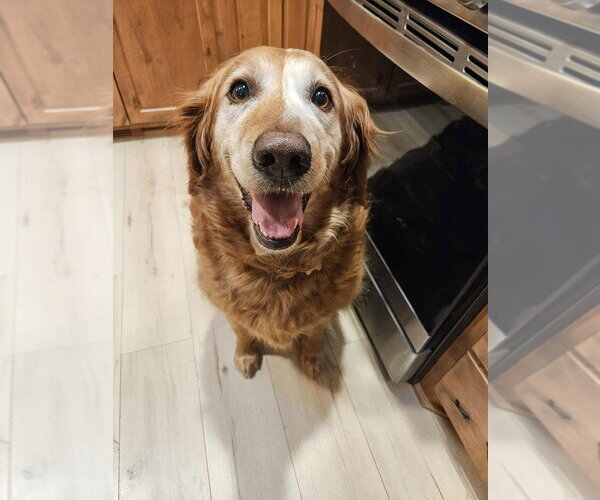 Medium Photo #1 Golden Retriever Puppy For Sale in Andover, MN, USA