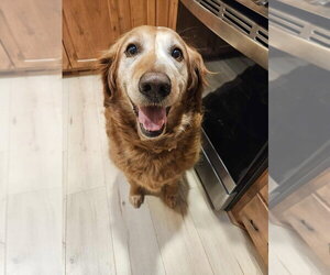 Golden Retriever Dogs for adoption in Andover, MN, USA
