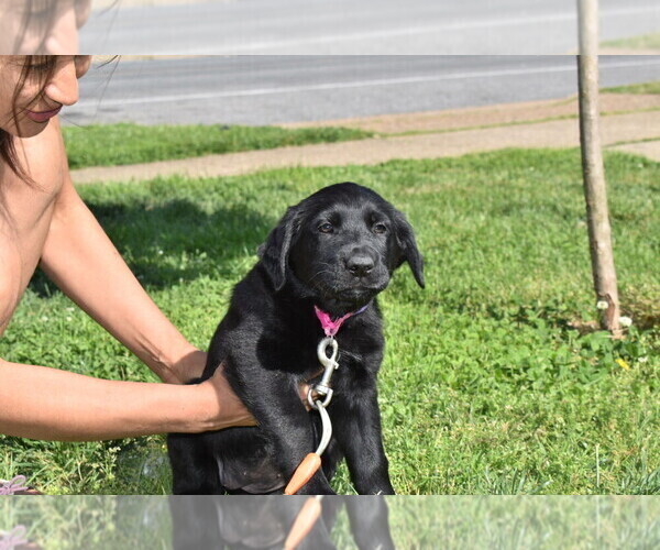 Medium Photo #4 Golden Shepherd Puppy For Sale in HYATTSVILLE, MD, USA