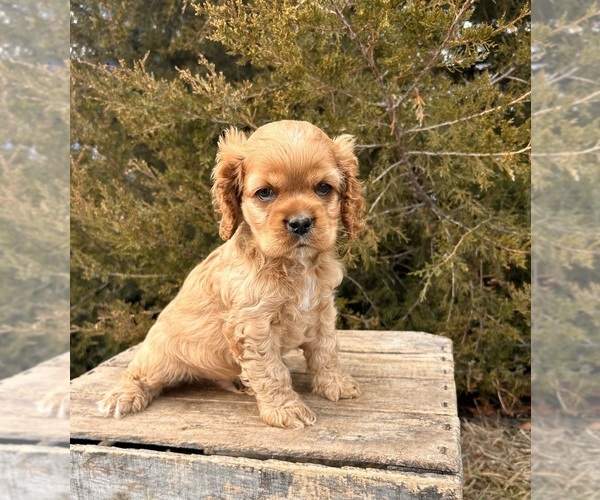 Medium Photo #2 Cocker Spaniel Puppy For Sale in MIDDLEBURY, IN, USA