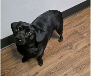 Chiweenie Dogs for adoption in Hillsboro, MO, USA