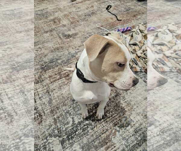 Medium Photo #3 Mutt Puppy For Sale in Woodbury, NY, USA