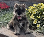 Small #3 Schnauzer (Miniature)