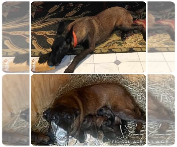 Medium Photo #1 German Malinois Puppy For Sale in DILLWYN, VA, USA