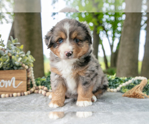 Medium Miniature American Shepherd