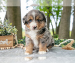 Puppy Dawn Miniature American Shepherd