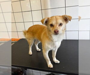 Mutt Dogs for adoption in Downey, CA, USA