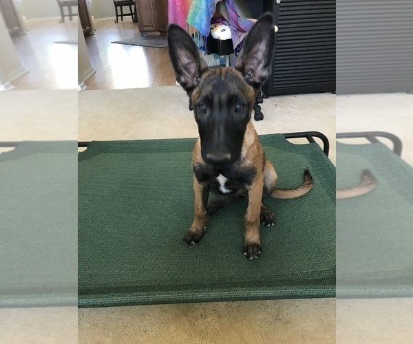 Medium Photo #3 Belgian Malinois Puppy For Sale in APPLE VALLEY, CA, USA