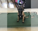 Small Photo #3 Belgian Malinois Puppy For Sale in APPLE VALLEY, CA, USA
