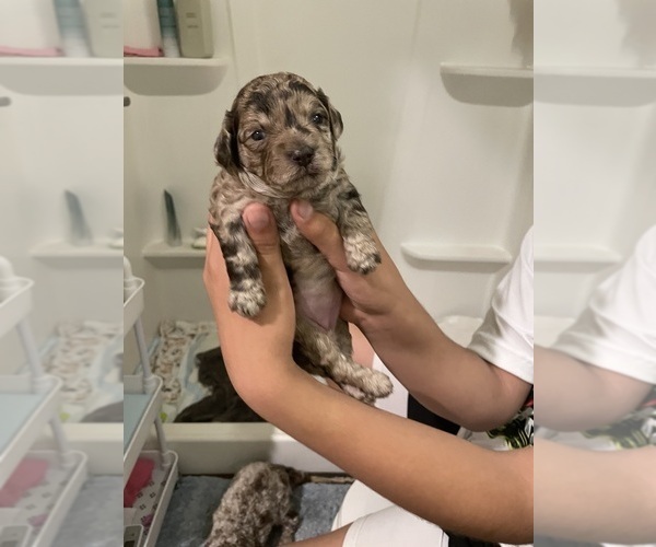 Medium Photo #49 Poodle (Toy) Puppy For Sale in MURRIETA, CA, USA