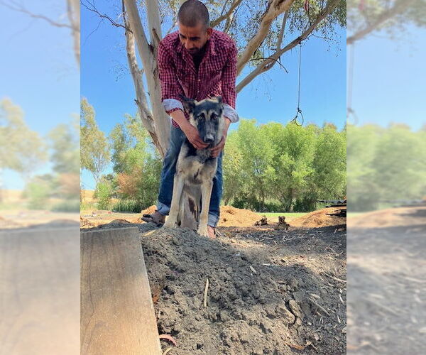 Medium Photo #4 German Shepherd Dog-Unknown Mix Puppy For Sale in Woodland, CA, USA