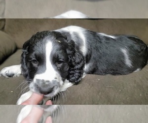 English Springer Spaniel Puppy for sale in WHEATLAND, WY, USA