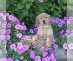 Puppy Jake Golden Retriever