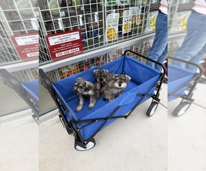 Schnauzer (Miniature) Puppy for sale in SAN PABLO, CA, USA
