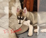Small Photo #2 Siberian Husky Puppy For Sale in CINCINNATI, OH, USA