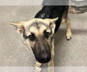 German Shepherd Dog-Unknown Mix Dogs for adoption in HESPERIA, CA, USA