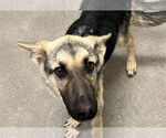 Small German Shepherd Dog Mix