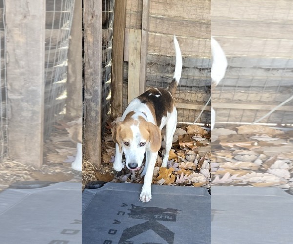 Medium Photo #2 Mutt Puppy For Sale in Rustburg, VA, USA