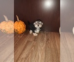Small Photo #9 Maltese Puppy For Sale in LAPEER, MI, USA