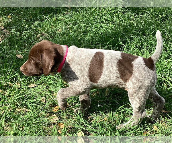 Medium Photo #2 German Shorthaired Pointer Puppy For Sale in DRIPPING SPRINGS, TX, USA