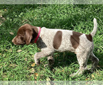 Small #1 German Shorthaired Pointer