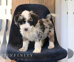 Small #2 Bernedoodle (Miniature)