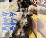 Small Photo #6 Shih Tzu Puppy For Sale in ORLANDO, FL, USA