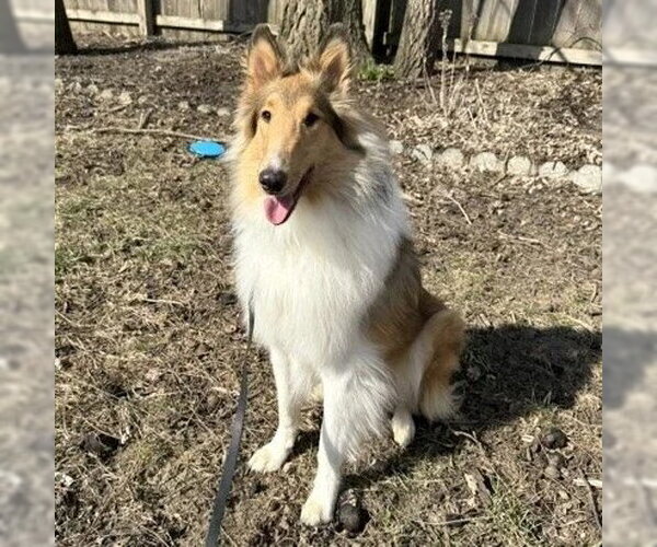 Medium Photo #4 Collie Puppy For Sale in Dublin, OH, USA