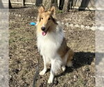 Small Photo #4 Collie Puppy For Sale in Dublin, OH, USA