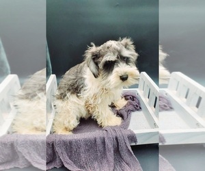 Schnauzer (Miniature) Puppy for sale in GOSHEN, IN, USA