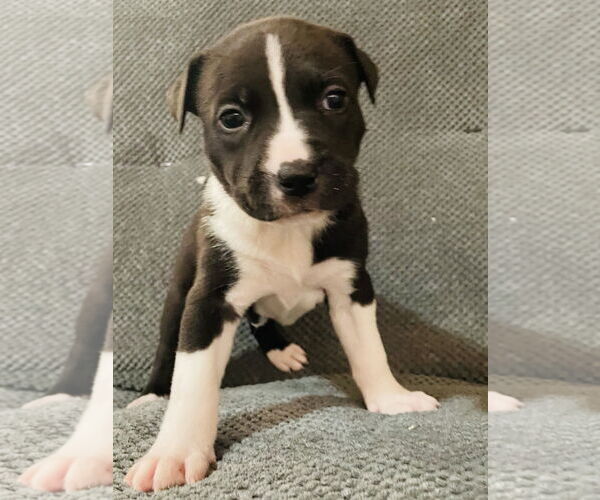Medium Photo #1 Labrador Retriever-Unknown Mix Puppy For Sale in Princeton, MN, USA