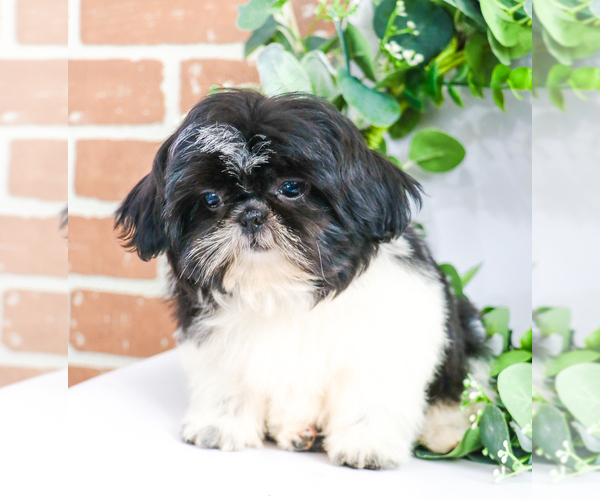 Medium Photo #9 Shih Tzu Puppy For Sale in SYRACUSE, IN, USA