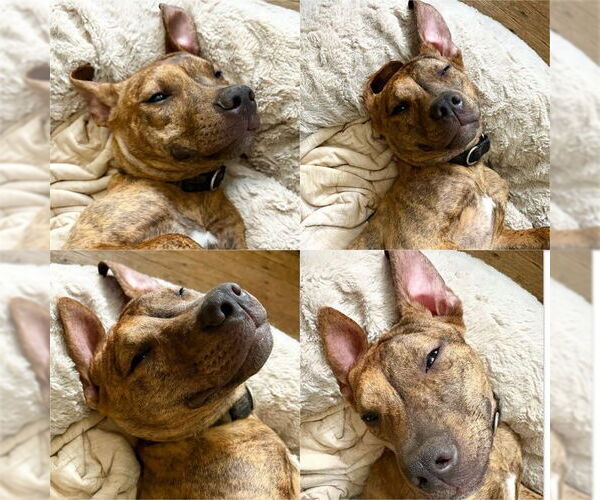 Medium Photo #15 Mutt Puppy For Sale in Philadelphia, PA, USA