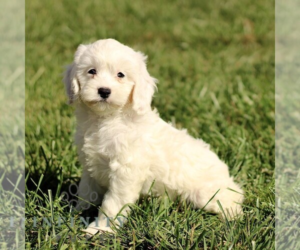 Medium Photo #1 Cavapoo Puppy For Sale in BIRD IN HAND, PA, USA