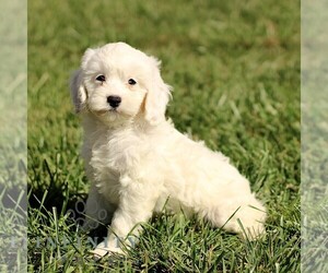Cavapoo Puppy for sale in BIRD IN HAND, PA, USA