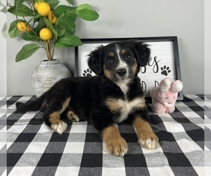 Bernese Mountain Dog-Miniature Australian Shepherd Mix Puppy for sale in FRANKLIN, IN, USA