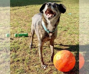 Ollie (Noah) Alabama - Male Beagle-Unknown Mix Dog for Adoption - Photo #3