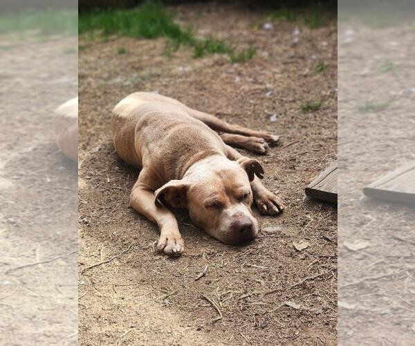 Medium Photo #6 American Pit Bull Terrier Puppy For Sale in Seven Valleys, PA, USA