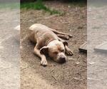 Small #5 American Pit Bull Terrier