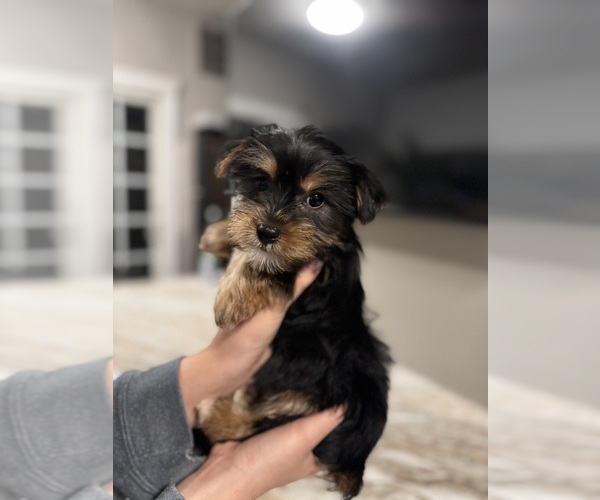 Medium Photo #1 Yorkshire Terrier Puppy For Sale in JOHNSTON, RI, USA