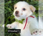 Small Chihuahua