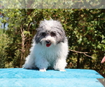 Small #7 Poodle (Toy)