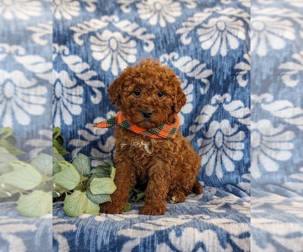 Medium Photo #2 Goldendoodle (Miniature) Puppy For Sale in LINCOLN UNIVERSITY, PA, USA