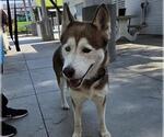 Small Siberian Husky Mix