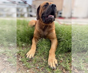 Mutt Dogs for adoption in Goodyear, AZ, USA