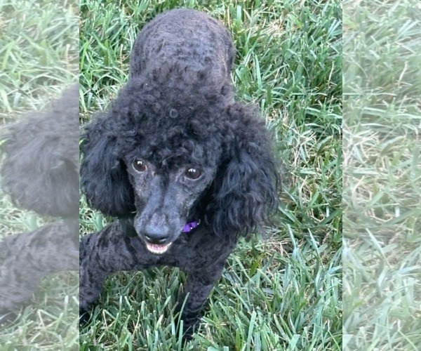 Medium Photo #1 Poodle (Miniature) Puppy For Sale in Holly Springs, NC, USA