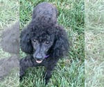 Small Poodle (Miniature)