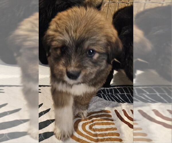 Medium Photo #2 Poodle (Miniature)-Unknown Mix Puppy For Sale in Olalla, WA, USA