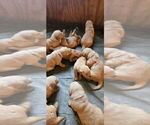 Small Photo #9 Golden Retriever Puppy For Sale in WATERBURY, VT, USA