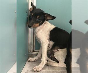 Dachshund-Unknown Mix Dogs for adoption in San Antonio, TX, USA